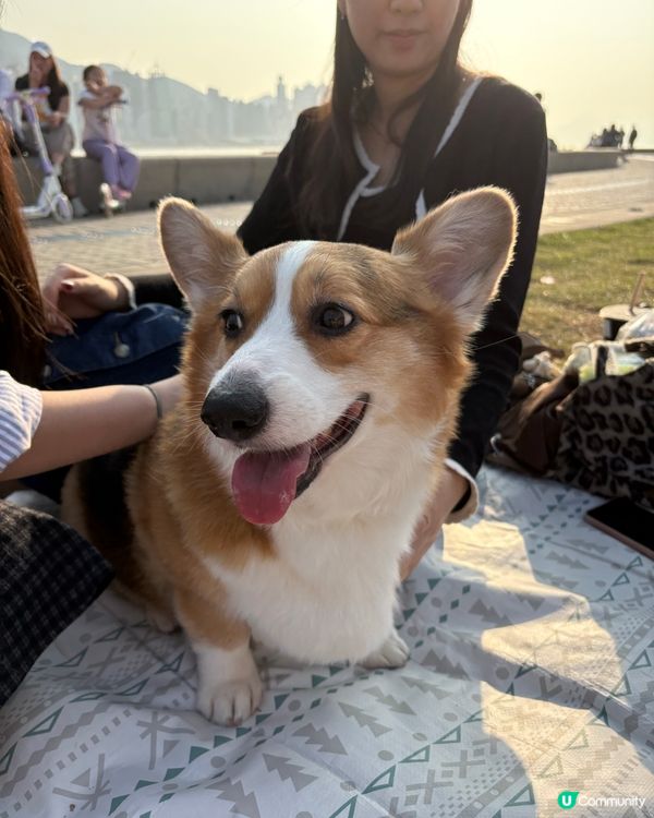 寵物好去處🐶西九文化區野餐