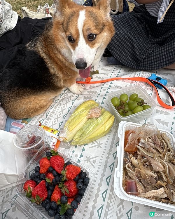 寵物好去處🐶西九文化區野餐