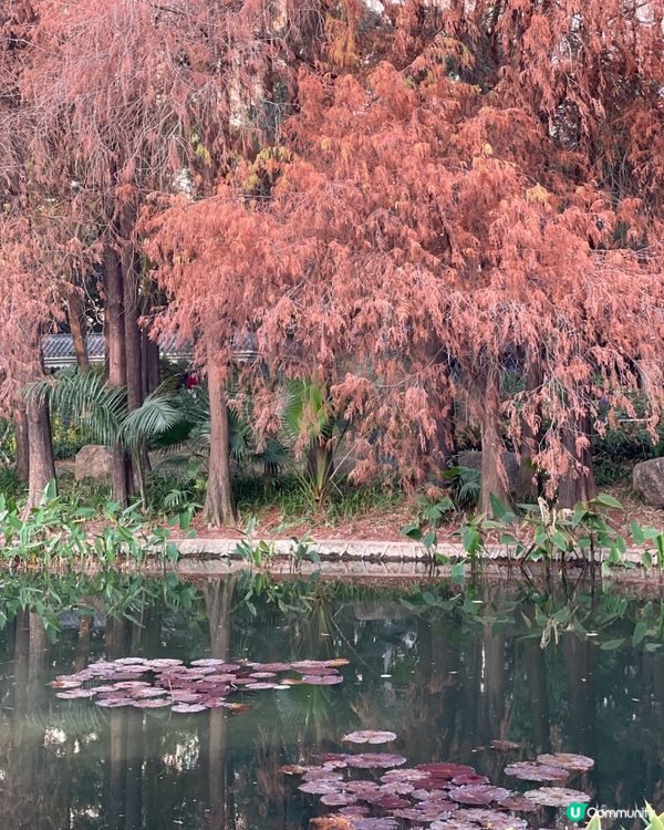 深圳四海公園落羽松🍁🍂