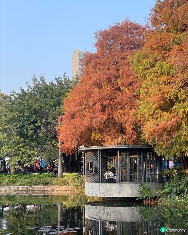 深圳四海公園落羽松🍁🍂