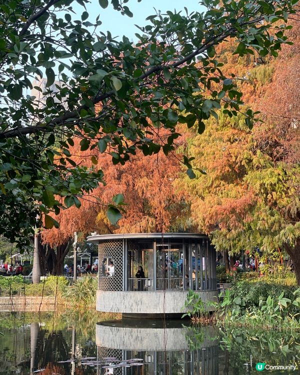 深圳四海公園落羽松🍁🍂