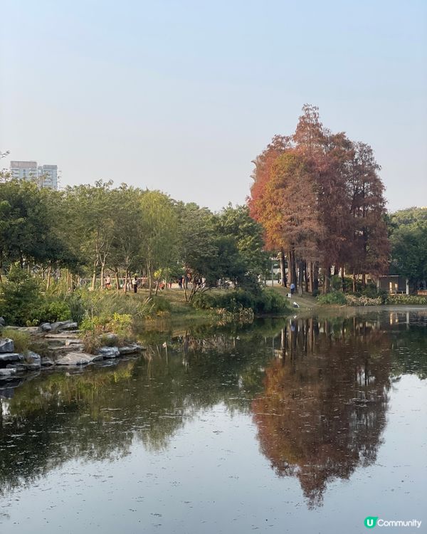 深圳四海公園落羽松🍁🍂