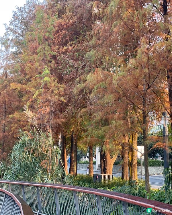 深圳四海公園落羽松🍁🍂