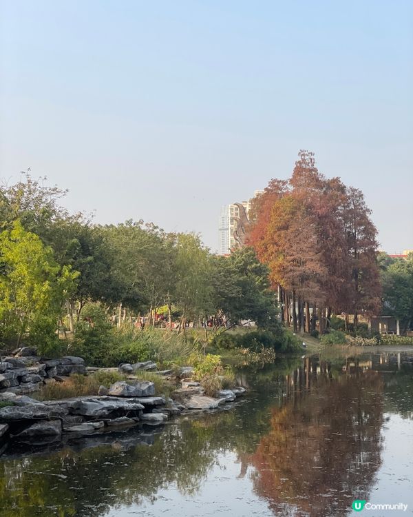 深圳四海公園落羽松🍁🍂