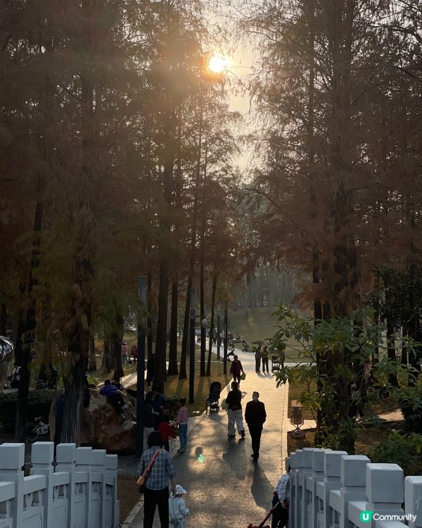 深圳四海公園落羽松🍁🍂