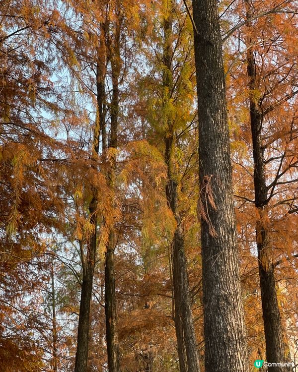 深圳四海公園落羽松🍁🍂