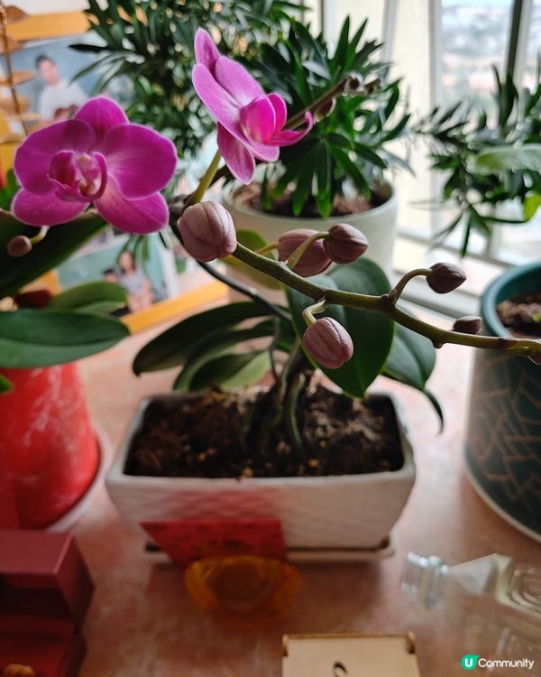 花開富貴