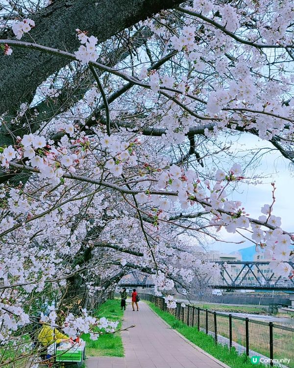 🌸大阪,京都人氣 和 隱世賞櫻花cafe🌸