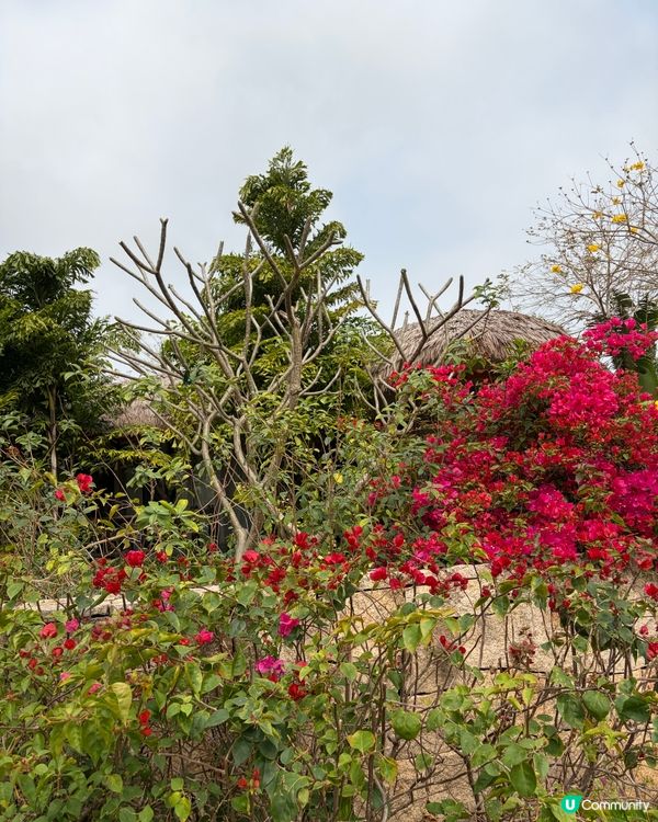 星樂度橫琴⛰️親子後花園！🌳🍃