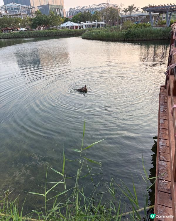 星樂度橫琴⛰️親子後花園！🌳🍃