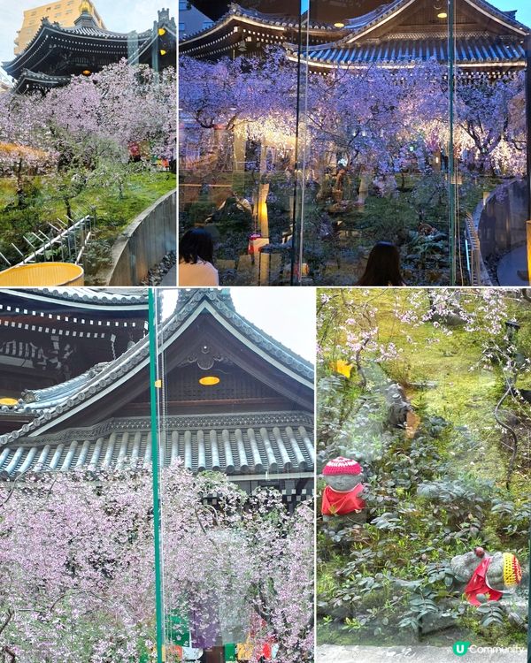 🌸大阪,京都人氣 和 隱世賞櫻花cafe🌸