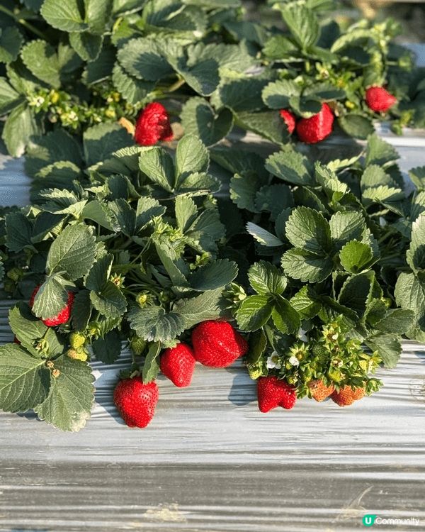 去東莞摘咗士多啤梨同玩滑草～