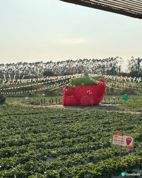 去東莞摘咗士多啤梨同玩滑草～
