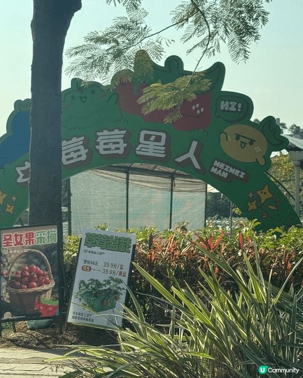 去東莞摘咗士多啤梨同玩滑草～