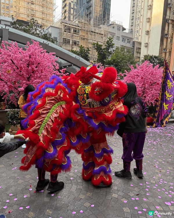 打卡熱點灣仔喜帖街（利東街）新年氣氛爆棚，舞獅表演熱鬧非凡！...