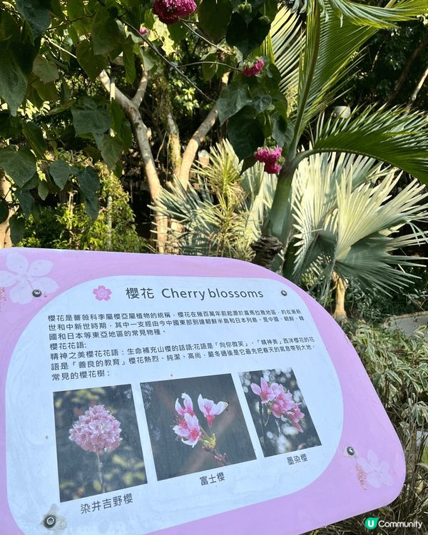 馬年一家大細一齊來城門谷公園一齊賞樱花🌸!打谷之餘又可以行個...