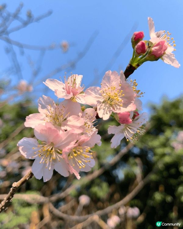馬年一家大細一齊來城門谷公園一齊賞樱花🌸!打谷之餘又可以行個...