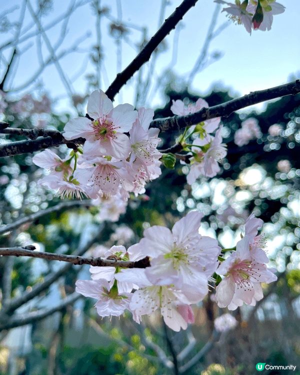 馬年一家大細一齊來城門谷公園一齊賞樱花🌸!打谷之餘又可以行個...