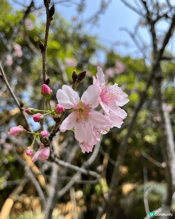 馬年一家大細一齊來城門谷公園一齊賞樱花🌸!打谷之餘又可以行個...