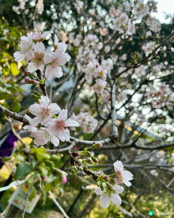 馬年一家大細一齊來城門谷公園一齊賞樱花🌸!打谷之餘又可以行個...
