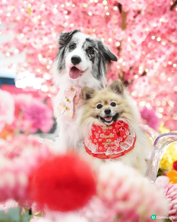 新城市廣場唔單止有pet friendly 餐廳，仲有靚靚新...