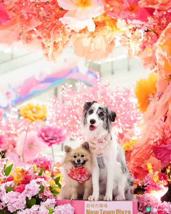 新城市廣場唔單止有pet friendly 餐廳，仲有靚靚新...