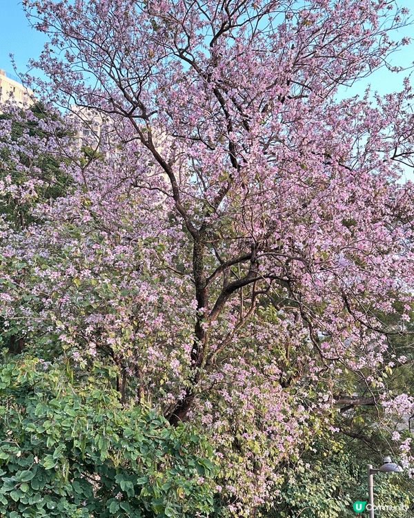 看以上圖片為： 宮粉洋紫荊花樹