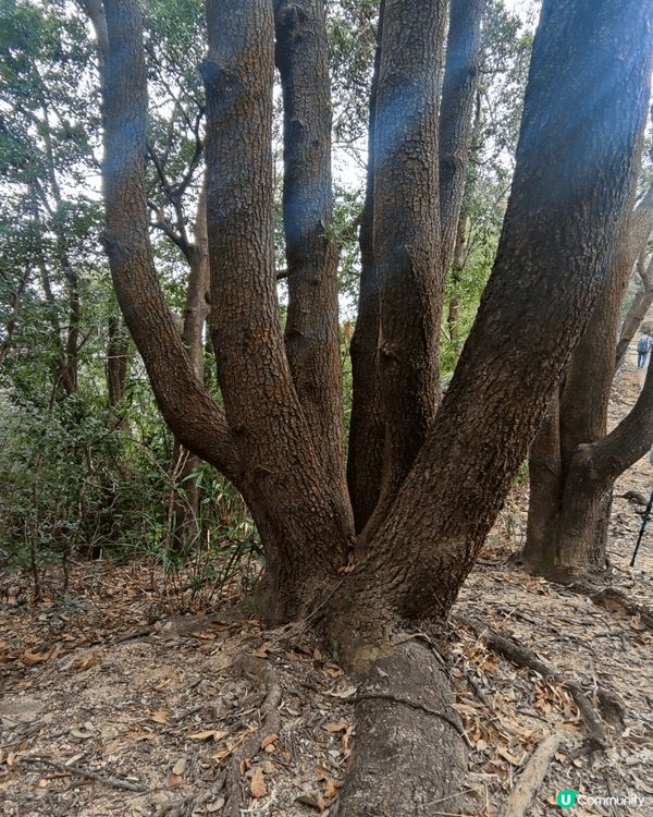 1. 好有趣，一個樹幹出七條之小樹幹