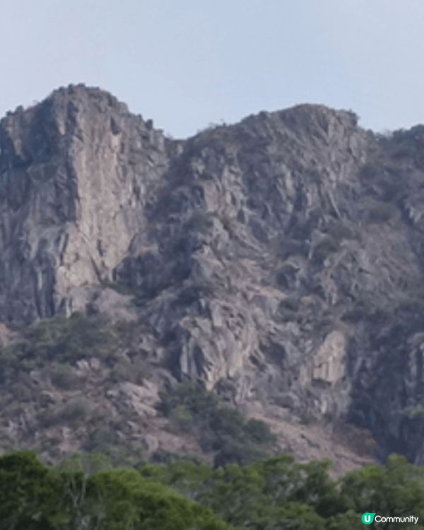 1. 好有趣，一個樹幹出七條之小樹幹