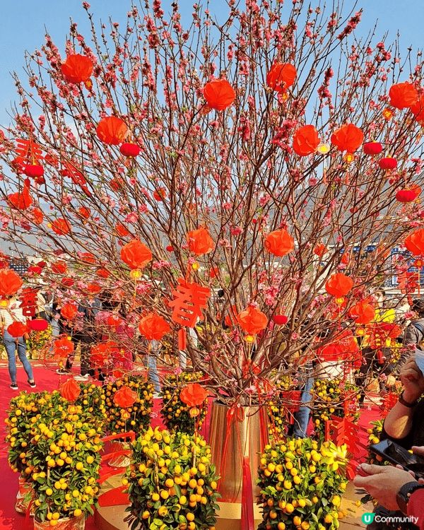 今年馬年年初三到沙田馬場感受一下新春氣氛，馬年行大運！