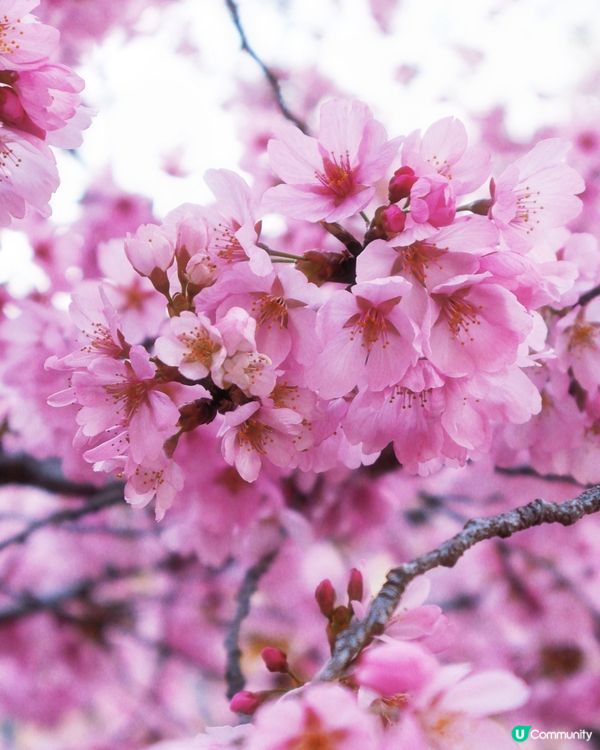 🌸大阪,京都人氣 和 隱世賞櫻花cafe🌸