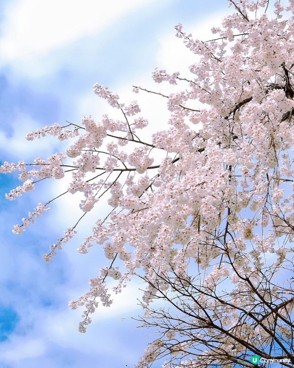 🌸大阪,京都人氣 和 隱世賞櫻花cafe🌸