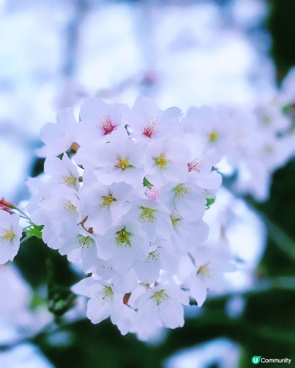 🌸大阪,京都人氣 和 隱世賞櫻花cafe🌸