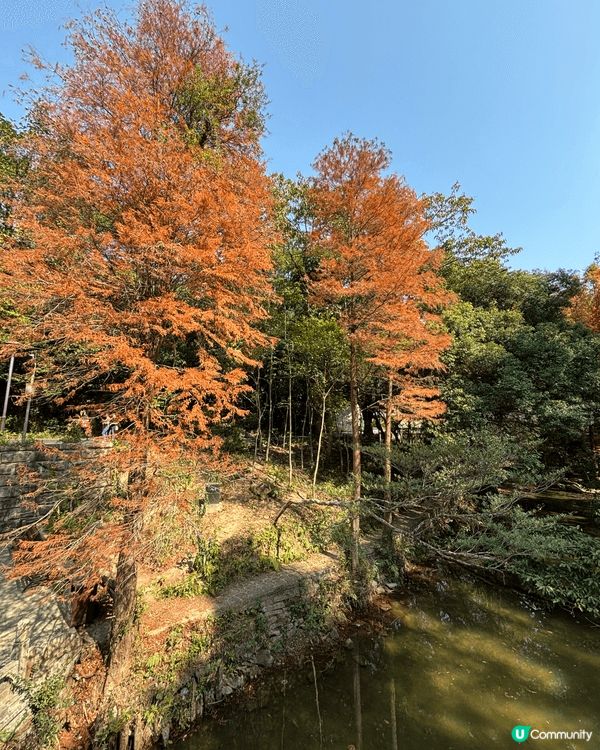 同家人假期去深圳仙湖植物園真係好正呀 🌿🍁！一路行入去，滿眼...