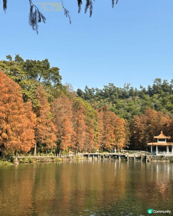 同家人假期去深圳仙湖植物園真係好正呀 🌿🍁！一路行入去，滿眼...