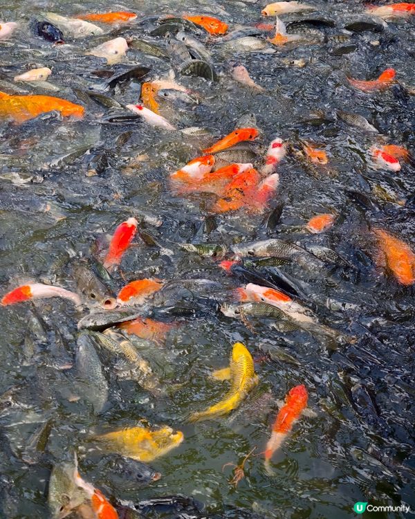 極差一定冇下一次！ 大棠有機生態園 ，希望大家不要中伏 