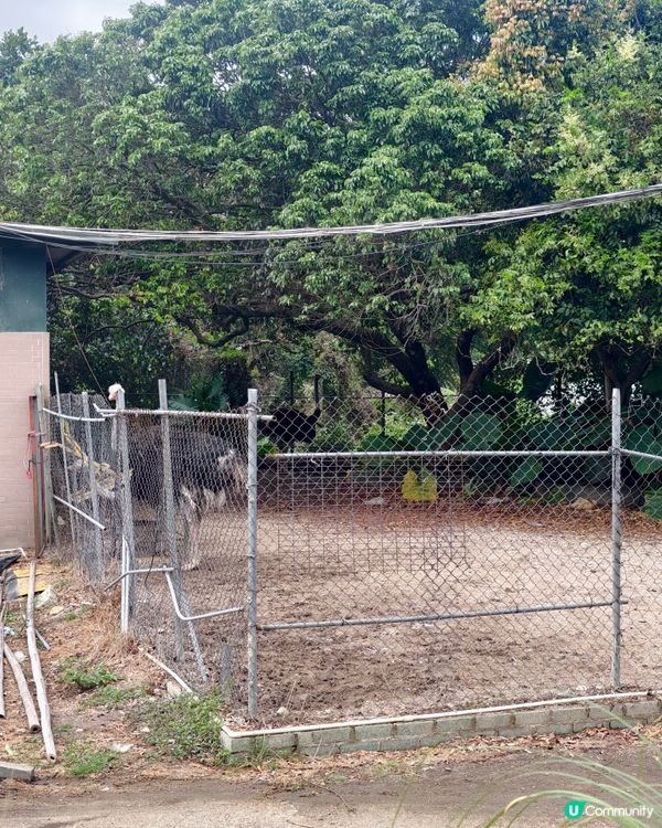 極差一定冇下一次！ 大棠有機生態園 ，希望大家不要中伏 