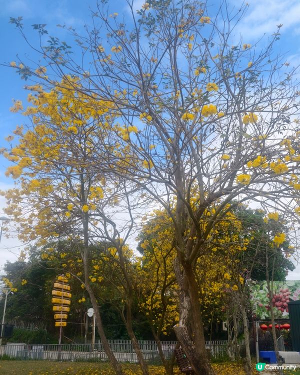 極差一定冇下一次！ 大棠有機生態園 ，希望大家不要中伏 