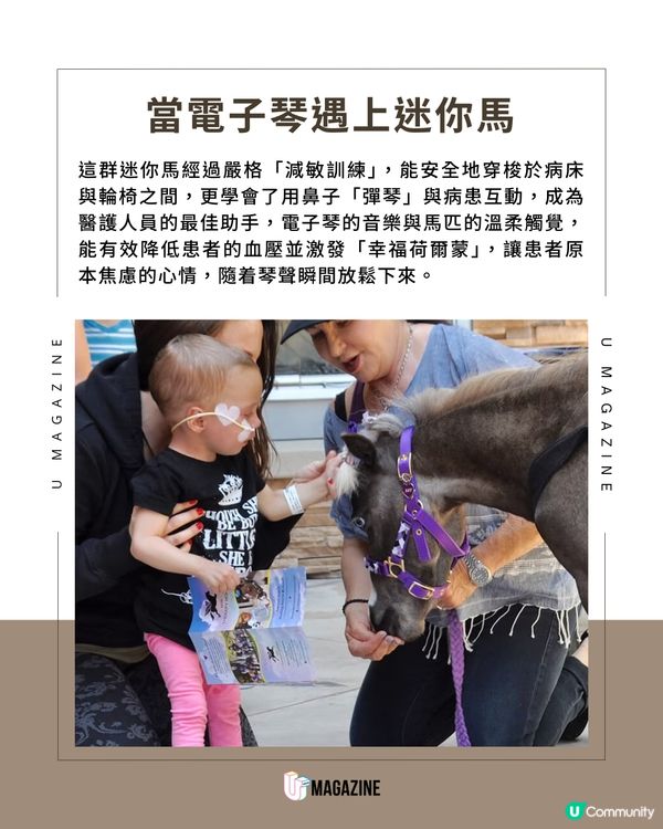 加州迷你馬的「鋼琴魔法」！用溫柔與旋律治癒病患者心靈 ！                                     