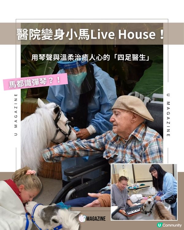 加州迷你馬的「鋼琴魔法」！用溫柔與旋律治癒病患者心靈 ！                                     