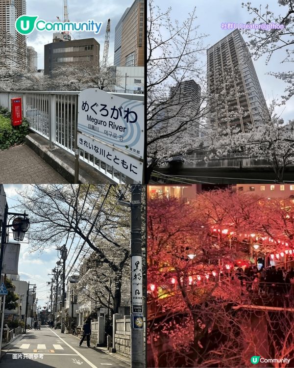 【日本櫻花2026】日本12個賞櫻秘境推介🌸東京/大阪/京都賞櫻景點+最新櫻花預測