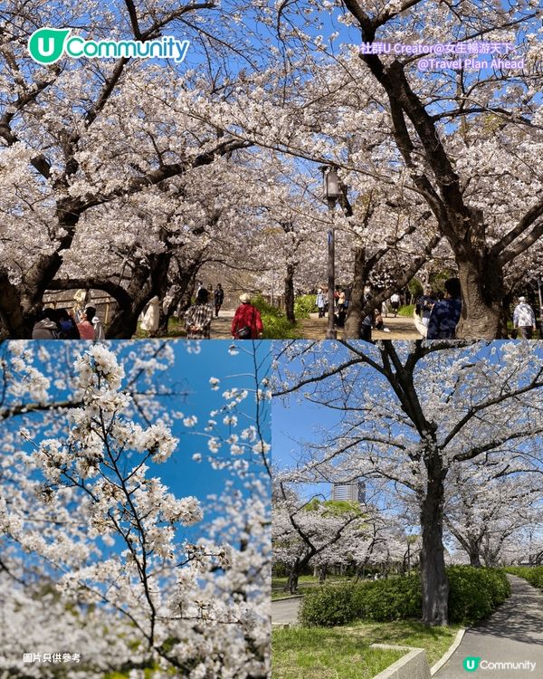 【日本櫻花2026】日本12個賞櫻秘境推介🌸東京/大阪/京都賞櫻景點+最新櫻花預測