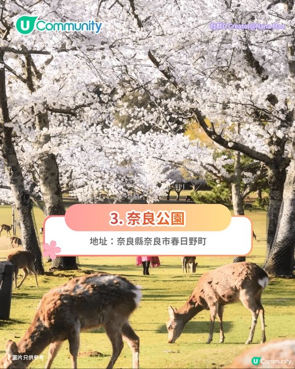 【日本櫻花2026】日本12個賞櫻秘境推介🌸東京/大阪/京都賞櫻景點+最新櫻花預測