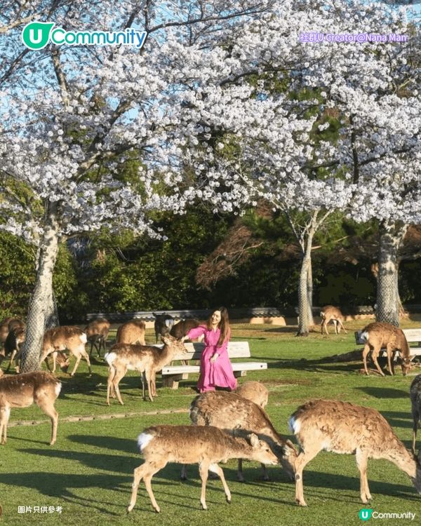 【日本櫻花2026】日本12個賞櫻秘境推介🌸東京/大阪/京都賞櫻景點+最新櫻花預測