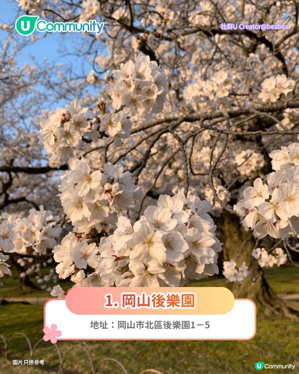 【日本櫻花2026】日本12個賞櫻秘境推介🌸東京/大阪/京都賞櫻景點+最新櫻花預測