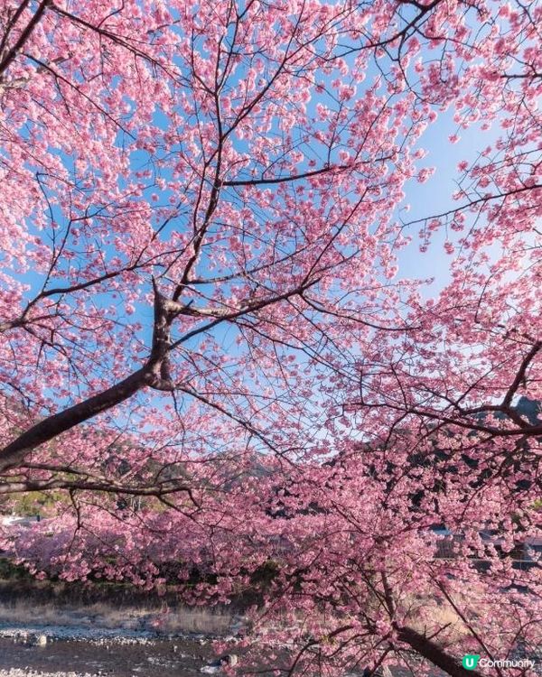 🌸 2026伊豆河津櫻祭｜超完整賞花指南