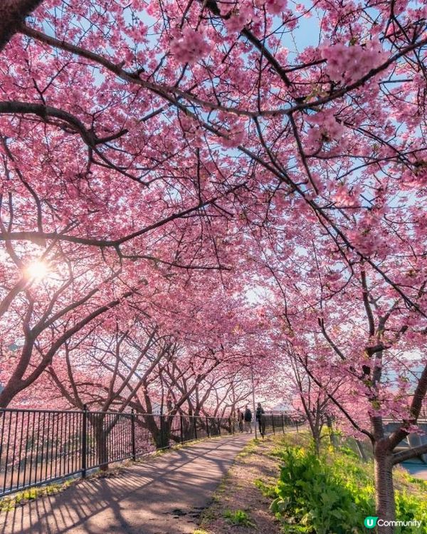 🌸 2026伊豆河津櫻祭｜超完整賞花指南