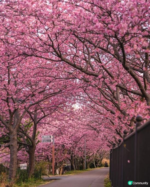 🌸 2026伊豆河津櫻祭｜超完整賞花指南