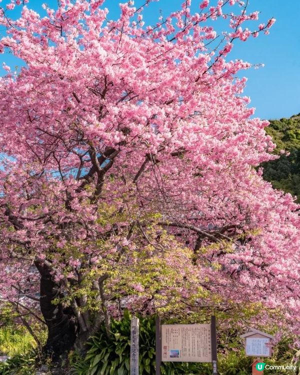 🌸 2026伊豆河津櫻祭｜超完整賞花指南