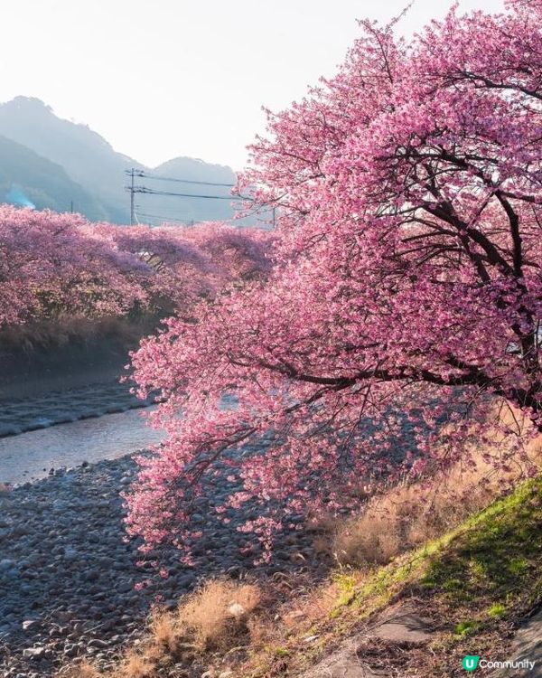 🌸 2026伊豆河津櫻祭｜超完整賞花指南